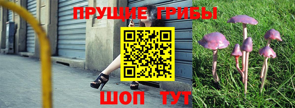 Псилоцибиновые грибы Psilocybe Можайск